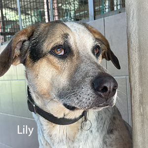 lily