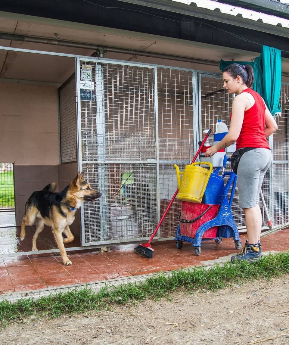 bastardini-ragazza-cane