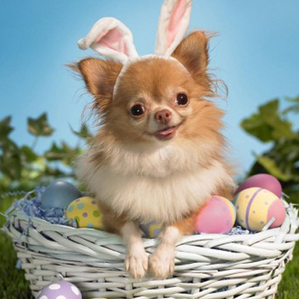 cane pasqua