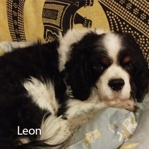 Leon a
