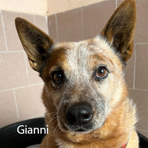gianni b