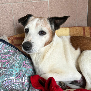trudy a