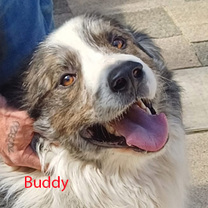 buddy a