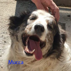 mucca a