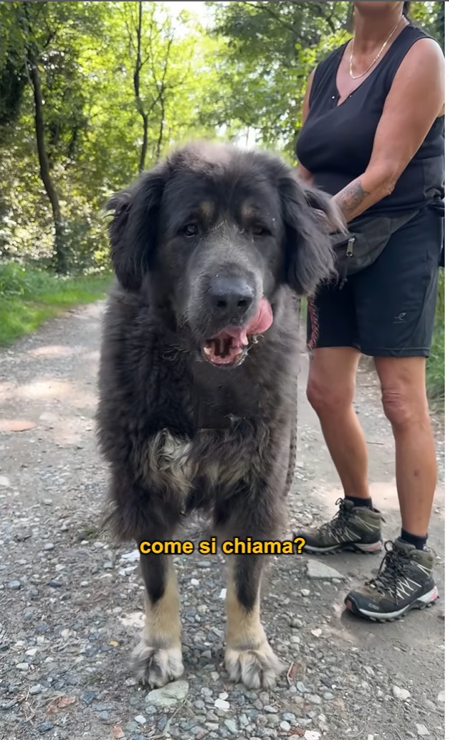 doggo