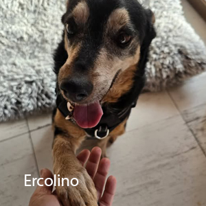 ercolino