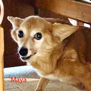 Maya a