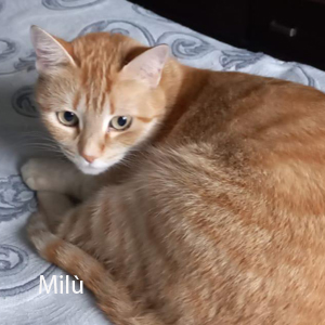 Milù a
