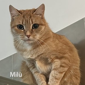 milù b